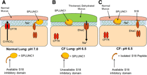 MRP_Inhaled proteins