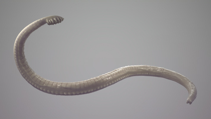 parasitic worms images