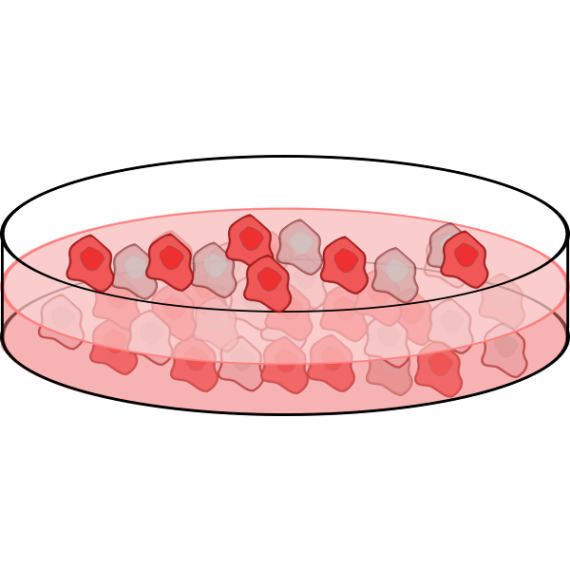 Lung tissue grown in a lab, an alternative for animal models ...